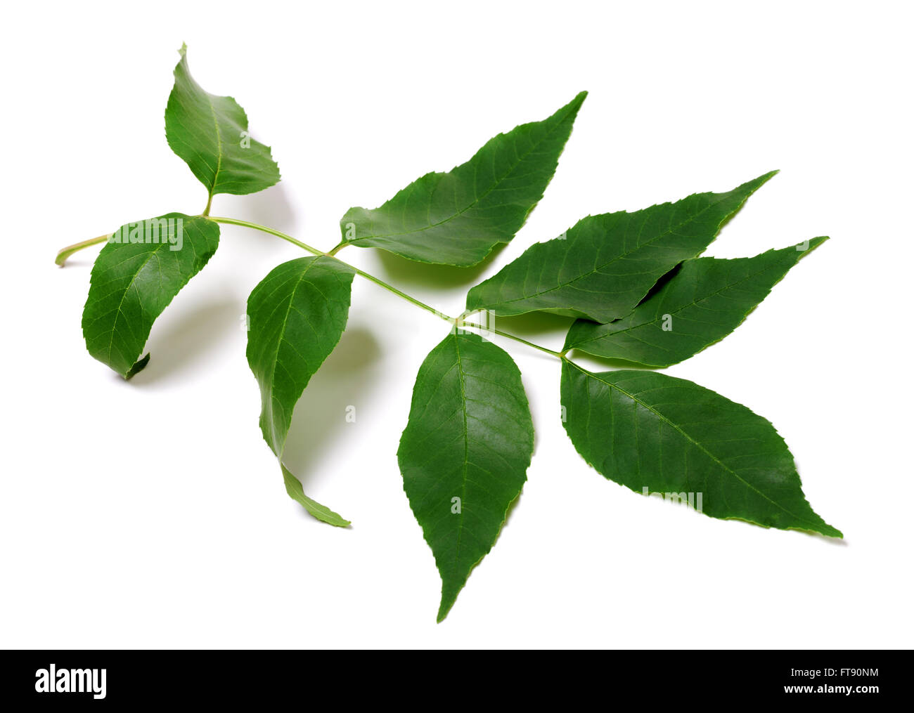 Frassino verde-foglie di albero. Isolato su sfondo bianco. Foto Stock