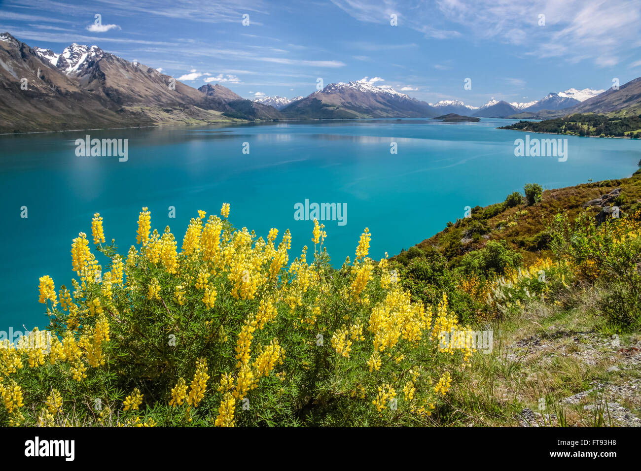 Lupini giallo sul lago Wakatipu tra Queentown e Glenorchy, Otago, Isola del Sud, Nuova Zelanda Foto Stock