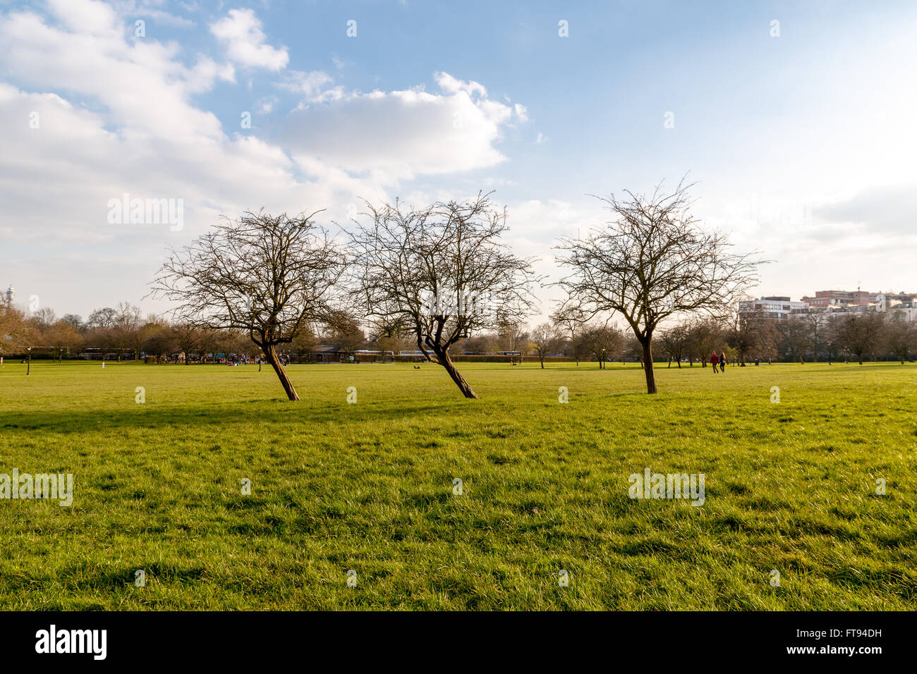Inizio della primavera, alberi sfrondato in Primrose Hill Park a Londra England Regno Unito Foto Stock