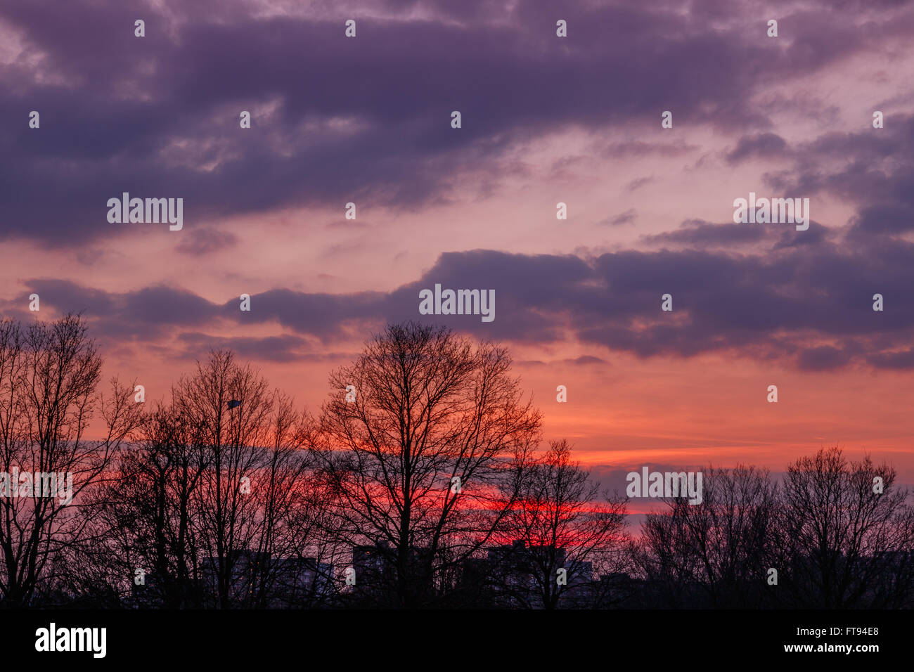 Tramonto rossastro con silhouette ad albero Foto Stock