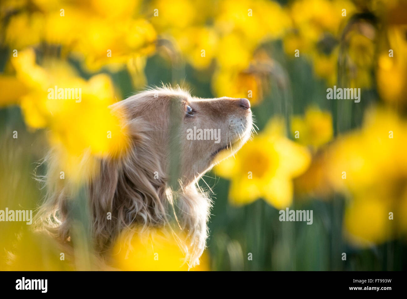 Londra, Regno Unito. 25 marzo, 2016. Meteo REGNO UNITO: Primavera daffodil fiori in St James Park visto nel pomeriggio la luce del sole Credito: Guy Corbishley/Alamy Live News Foto Stock