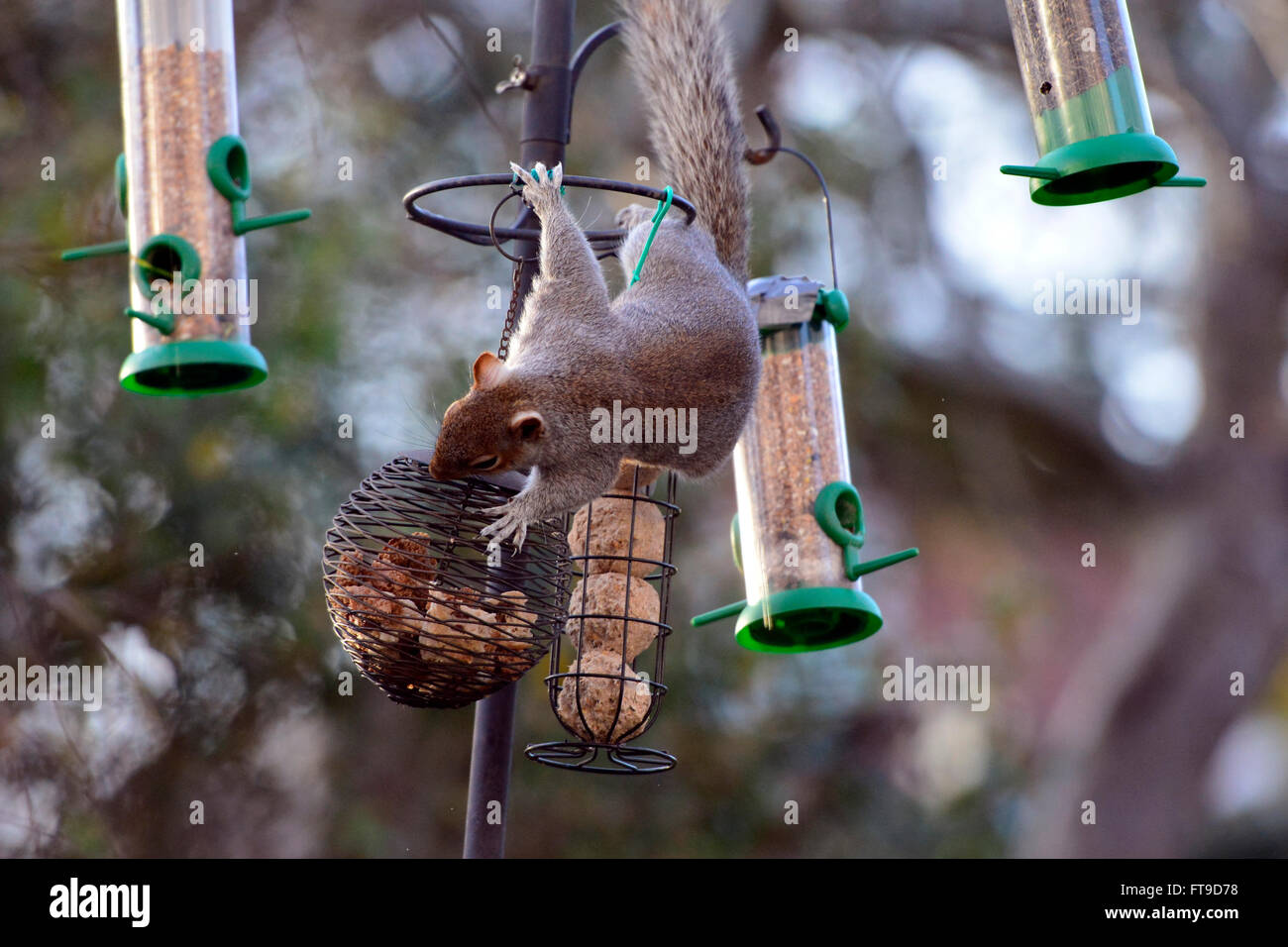 Bristol, Regno Unito. 25 Mar, 2016. Regno Unito Meteo. Una fame di scoiattolo aiuta a sé al cibo lasciato fuori su un Birdfeeder in un giardino a Bristol. Credito: Robert Timoney/Alamy Live News Foto Stock