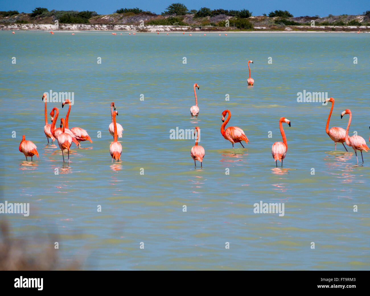 Luminose Flamingo greggi. Un piccolo gregge di fenicotteri rosa appoggia e preens in acque poco profonde del sale stagni di evaporazione Foto Stock