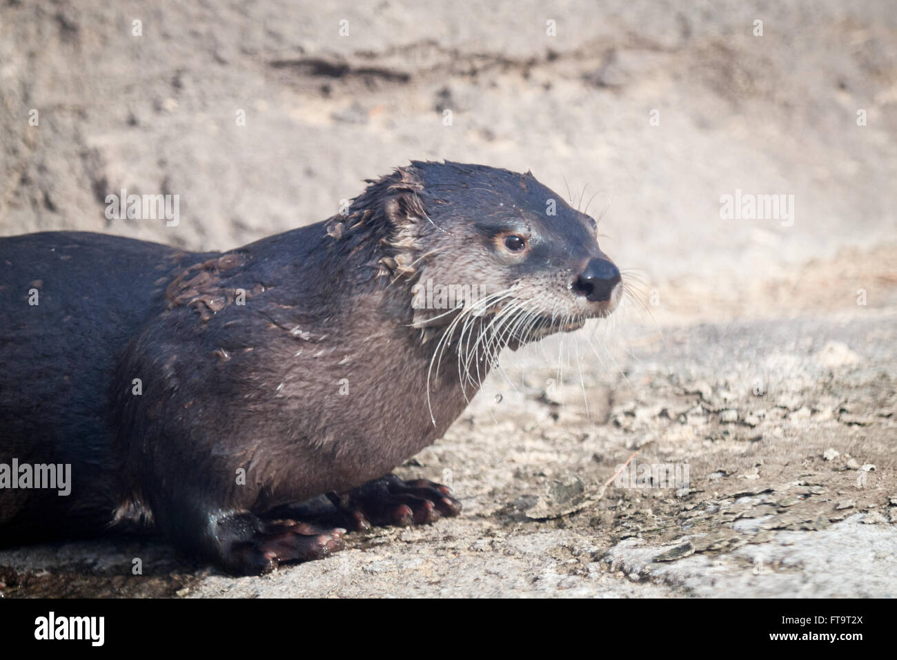 Nord America Lontra di fiume presso la valle di Edmonton Zoo in Edmonton, Alberta, Canada. Foto Stock
