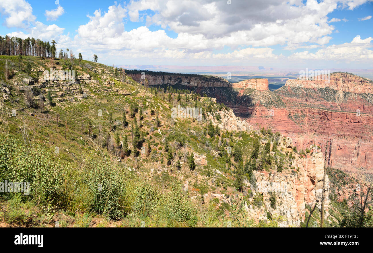 Si affaccia sul Grand Canyon, alberi verdi scogli colorati sotto il cielo blu con nuvole bianche. Foto Stock