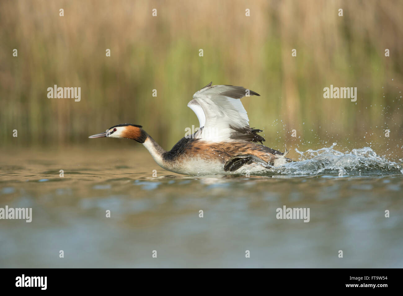 Great Crested Grebe ( Podiceps Cristatus ) inizia un attacco aggressivo contro un concorrente, inseguendo un rivale pieno di velocità, fauna selvatica, Europa. Foto Stock