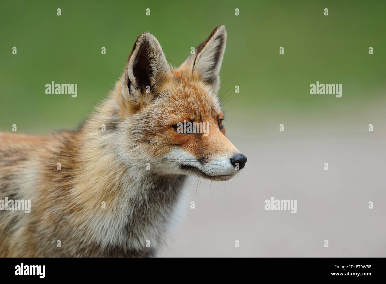 Red Fox / Rotfuchs ( Vulpes vulpes ), per adulti in estate pelliccia, vicino, headshot, tipico ritratto. Foto Stock