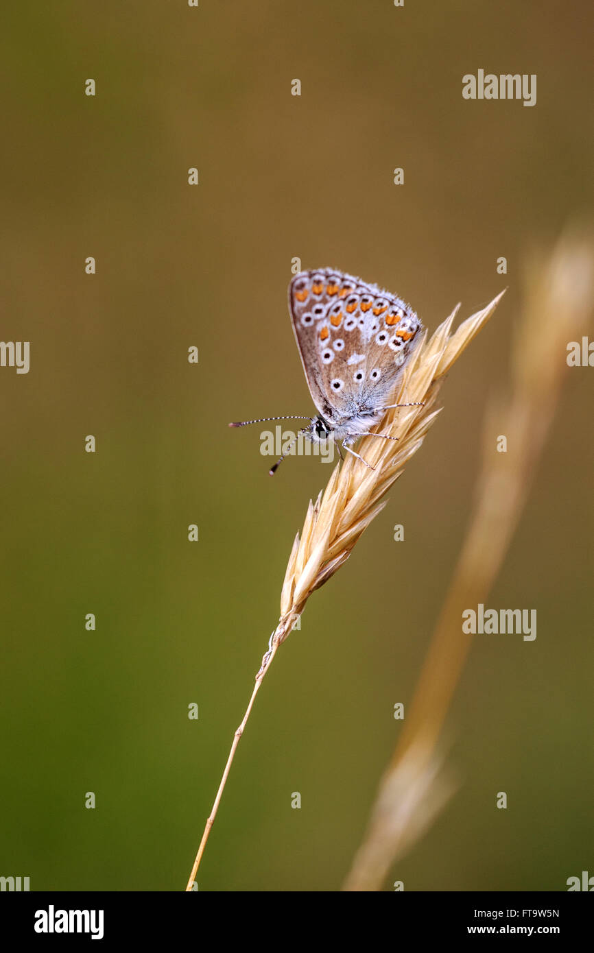 Comune di Blue Butterfly Polymmatus Icaro maschio adulto a riposo sulle sementi da prato-testa Foto Stock