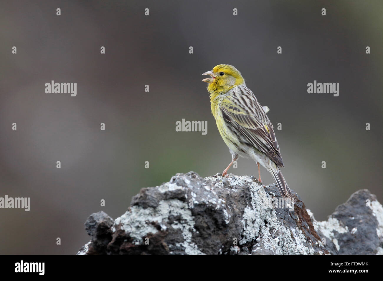 Atlantico, Canarie Serinus canaria, singolo uccello su roccia, Madera, Marzo 2016 Foto Stock