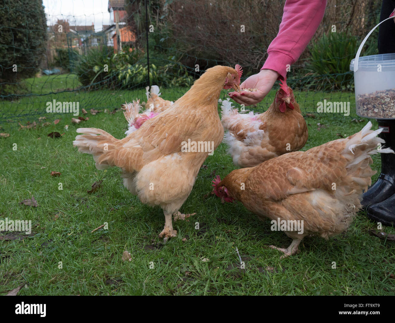 Le galline di soccorso essendo alimentati in un giardino suburbano Foto Stock