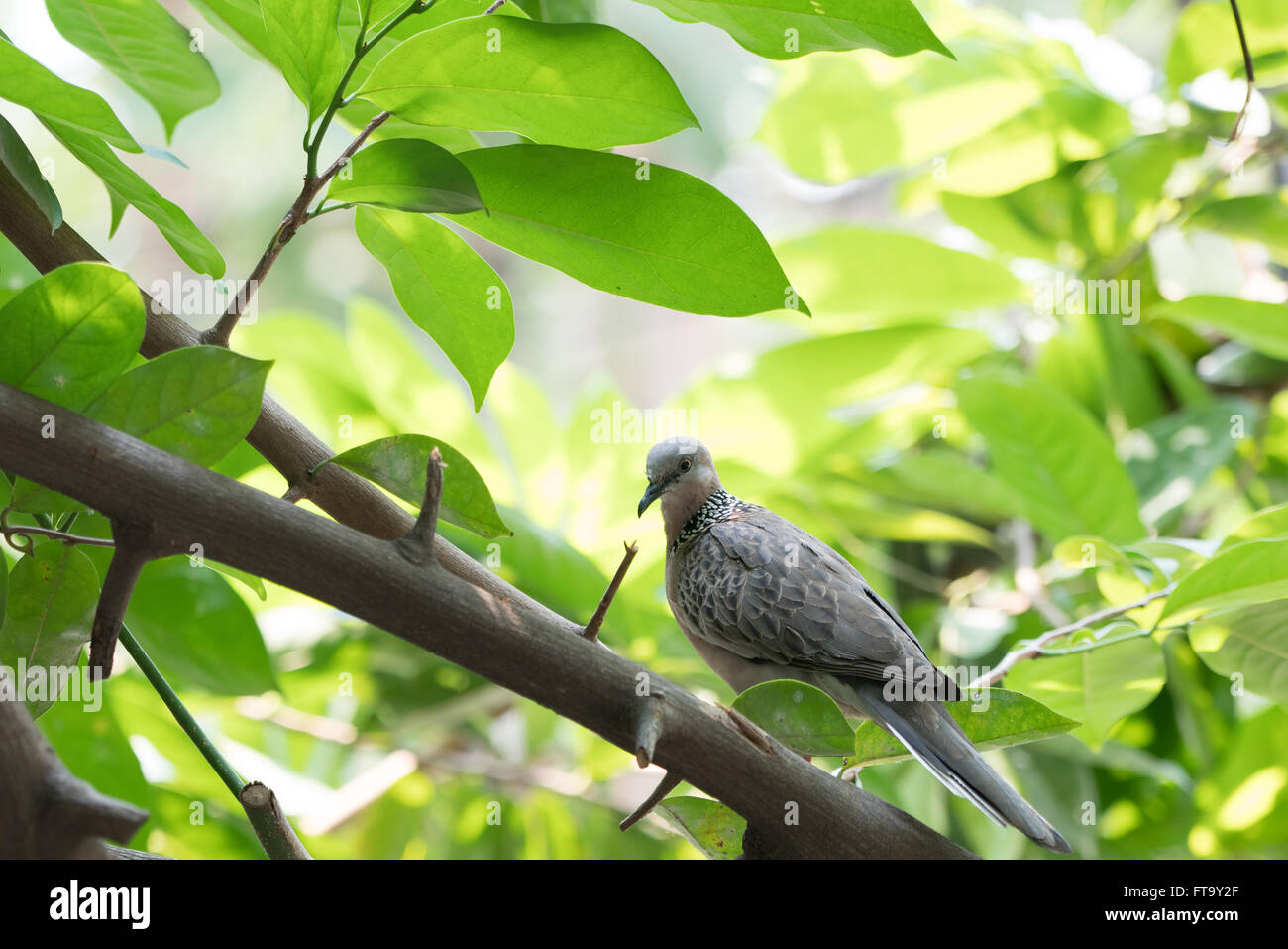 Uno grigio piccione o colomba appollaiate su albero, scena verde Foto Stock