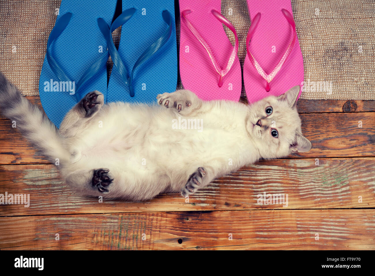 Poco carino gattino indossando le infradito sandali sdraiato sulla schiena Foto Stock