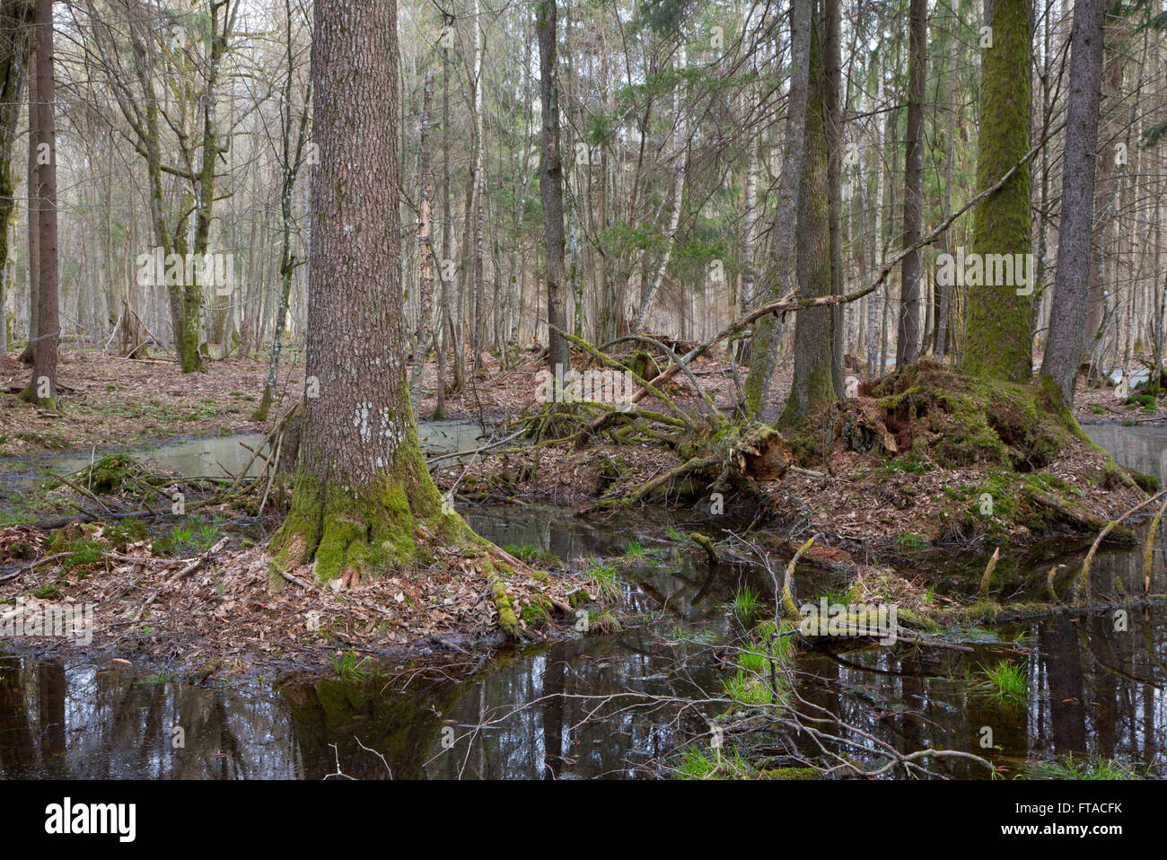 Primavera umida foresta mista con acqua stagnante e gli alberi morti in parte rifiutata, foresta di Bialowieza,Polonia,l'Europa Foto Stock