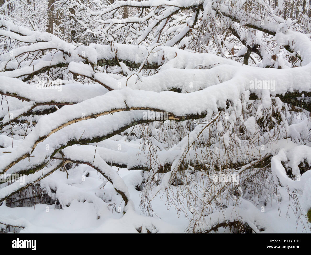 Paesaggio invernale di foresta naturale con morti birch tronchi d albero giacente,Bialowieza Forest,Polonia,l'Europa Foto Stock