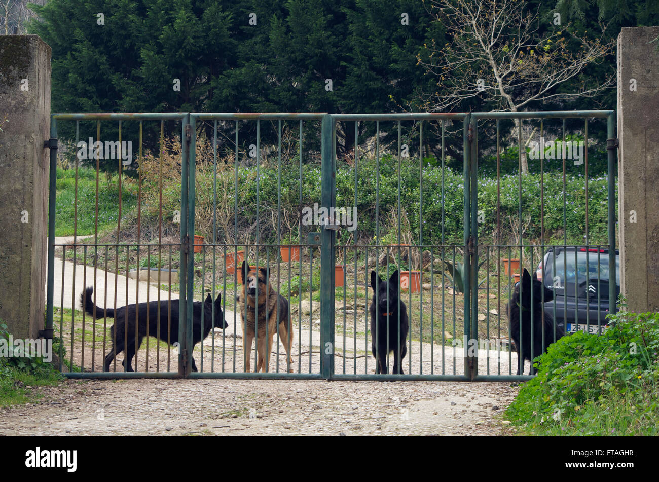 Feroce guardando i cani a guardia di un cancello in Portogallo Foto Stock