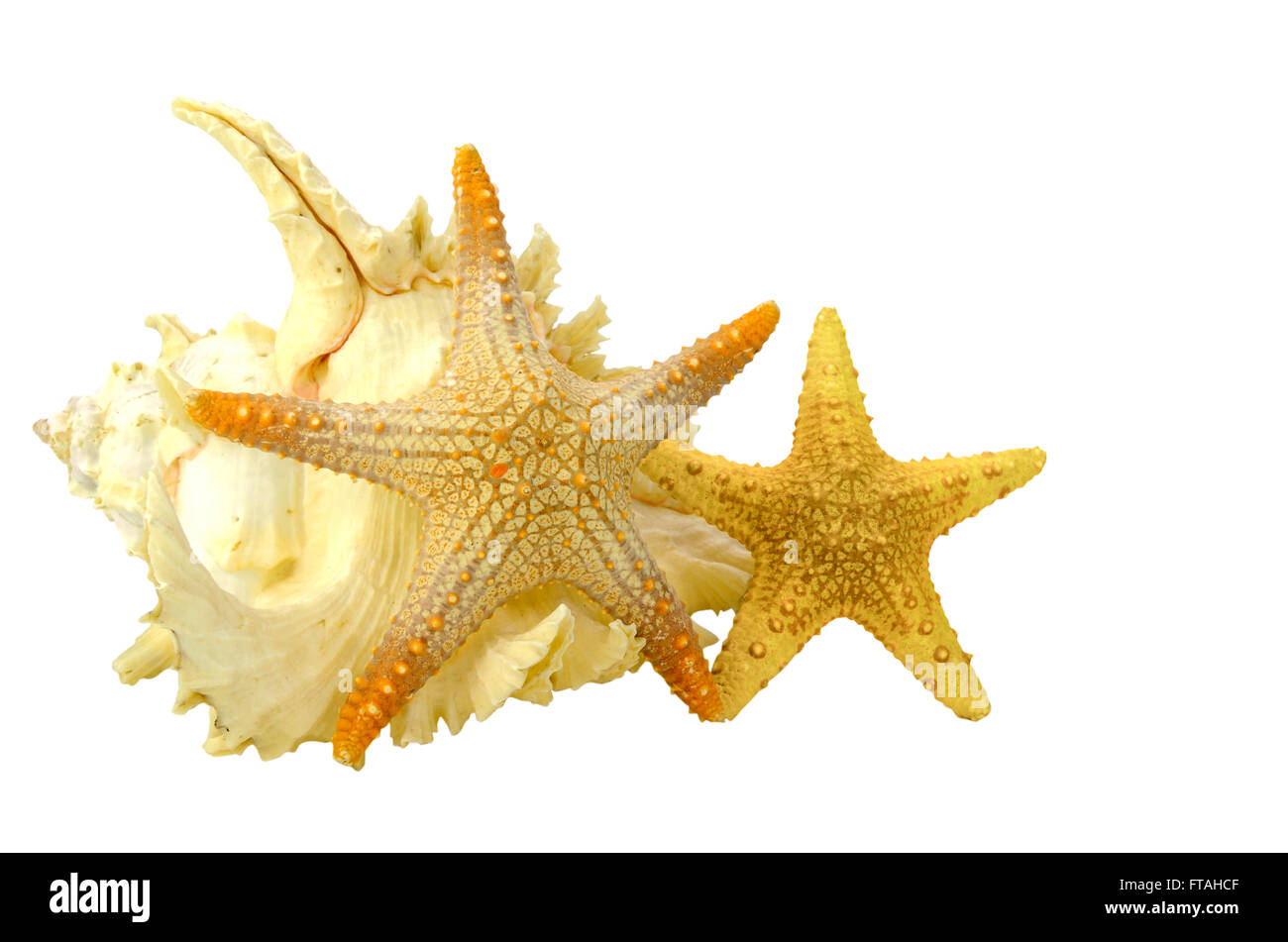 Seashell ane starfish isolato su sfondo bianco con il ritaglio-path. Foto Stock