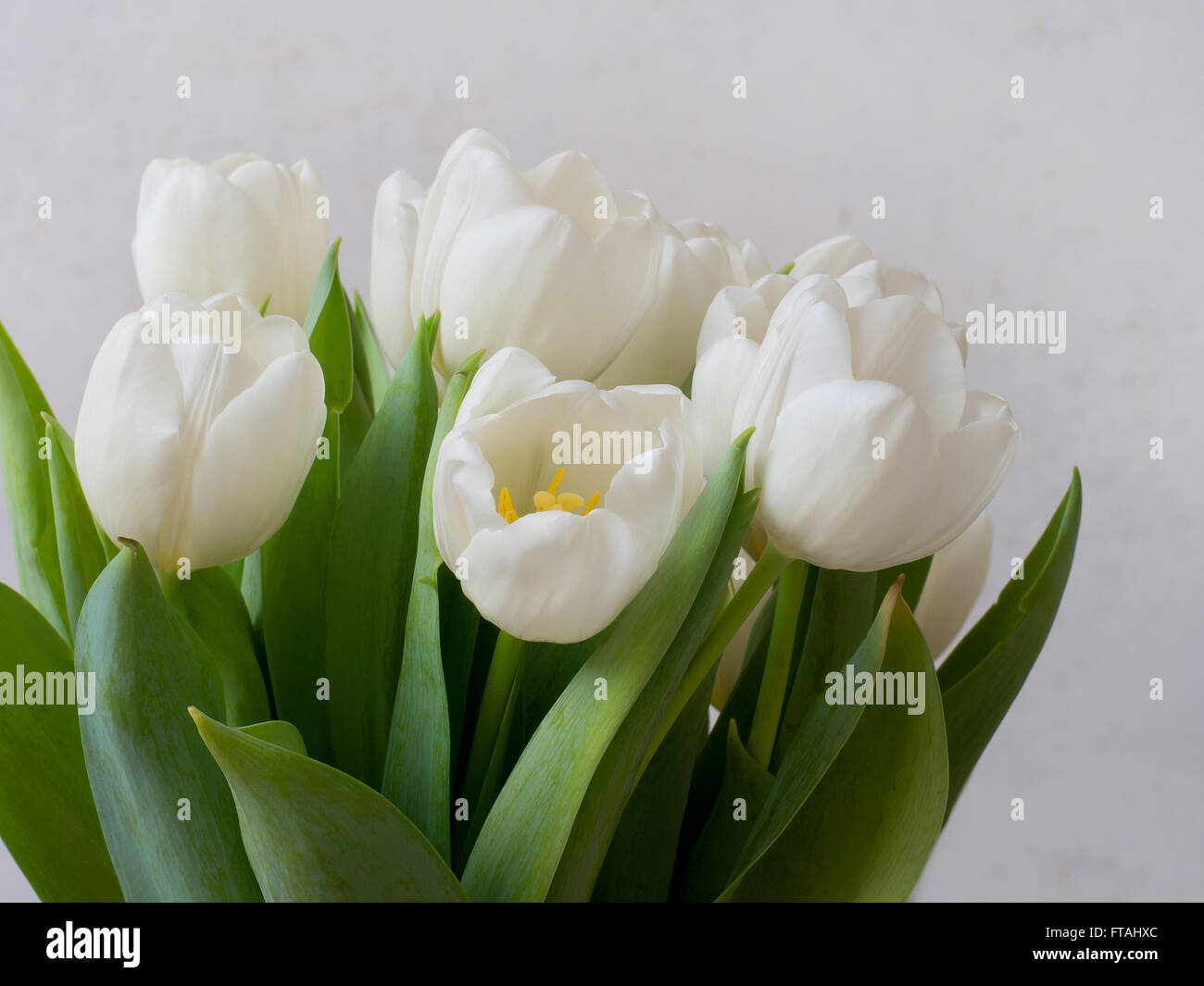 Tulipani bianchi. Foto Stock