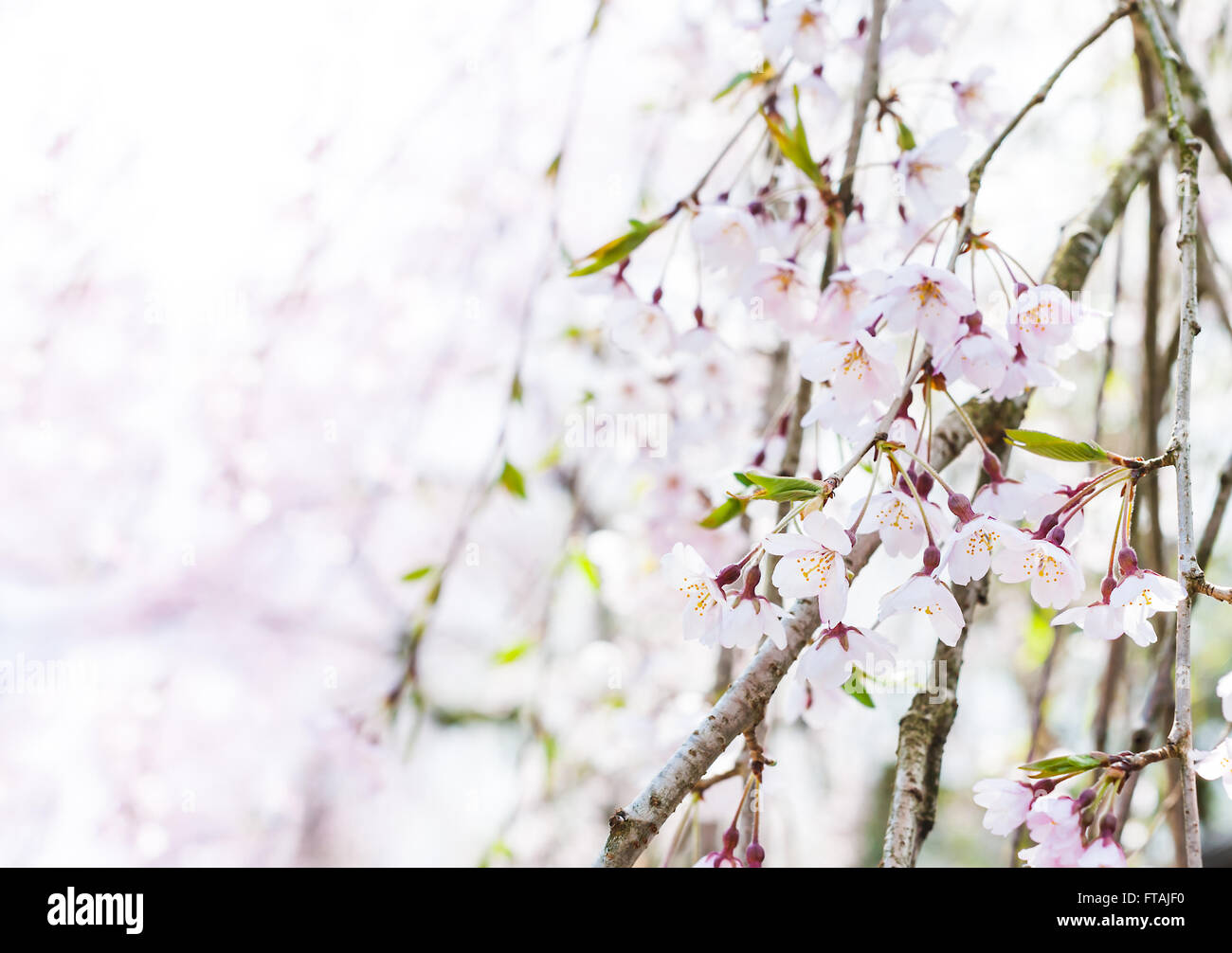 La molla rami fioriti, fiori di colore rosa, senza foglie, fiori di mandorla, Sakura Foto Stock