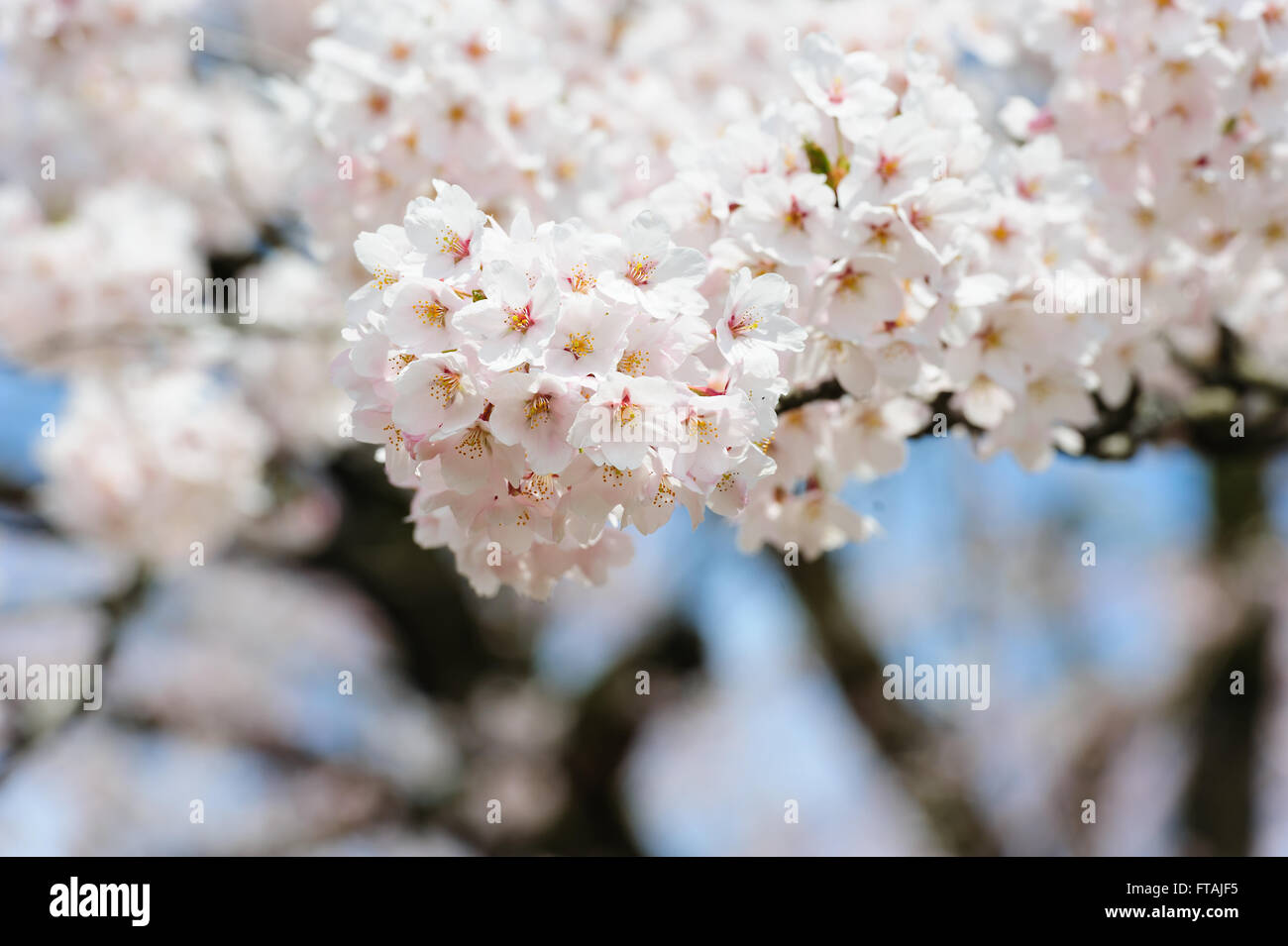 La molla rami fioriti, fiori di colore rosa, senza foglie, fiori di mandorla, Sakura Foto Stock