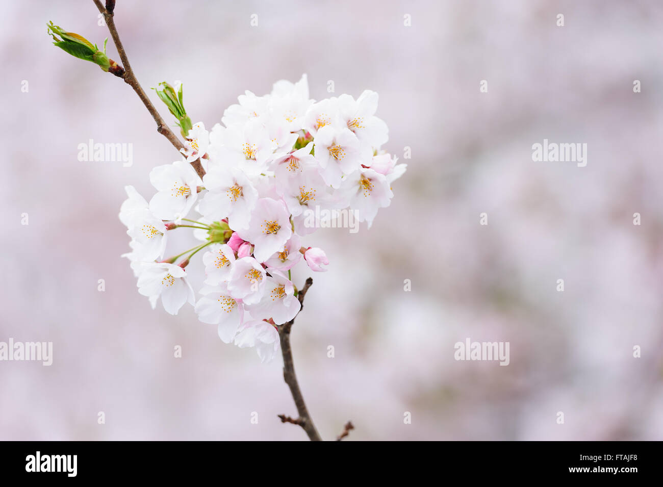 La molla rami fioriti, fiori di colore rosa, senza foglie, fiori di mandorla, Sakura Foto Stock