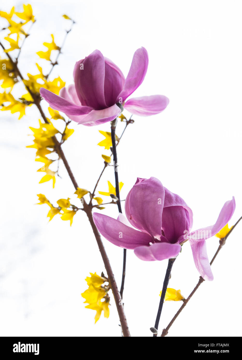 Rosa fiori di magnolia Tree e giallo fiore di forsitia rami Close-Up bouquet di primavera, giardino bianco della neve sfondo bokeh di fondo Foto Stock