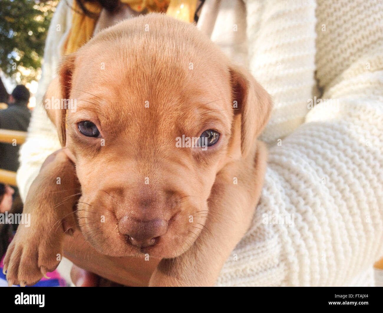 Cucciolo di cane nel suo allevatore di braccia guardando nella telecamera. Ritratto all'aperto Foto Stock