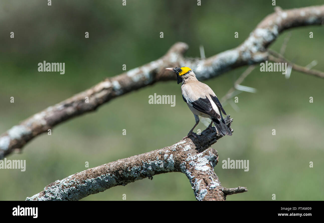 Wattled starling (Creatophora cinerea), maschio adulto in allevamento piumaggio. Foto Stock