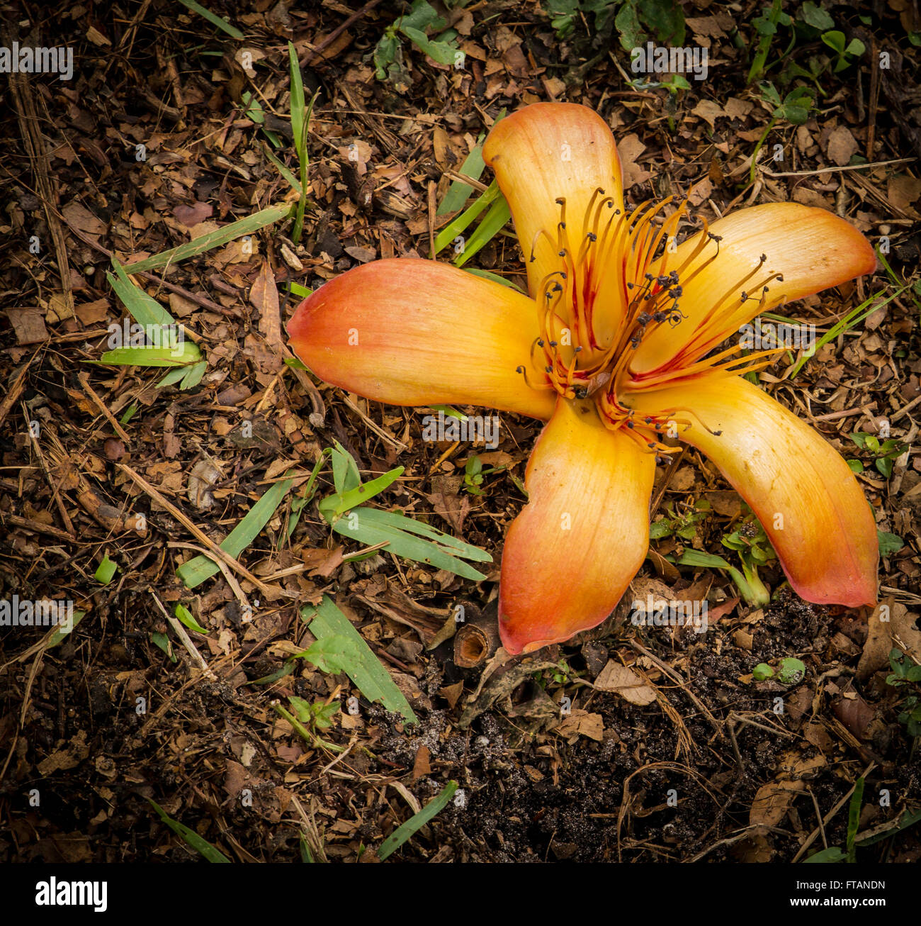 Fiori di ibisco caduto da un albero di ibisco Foto Stock