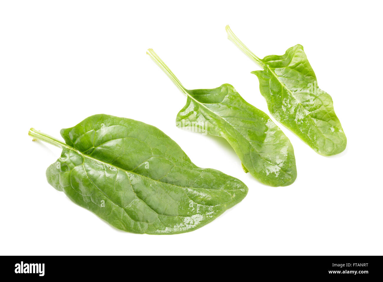 Fresche foglie di spinaci Foto Stock