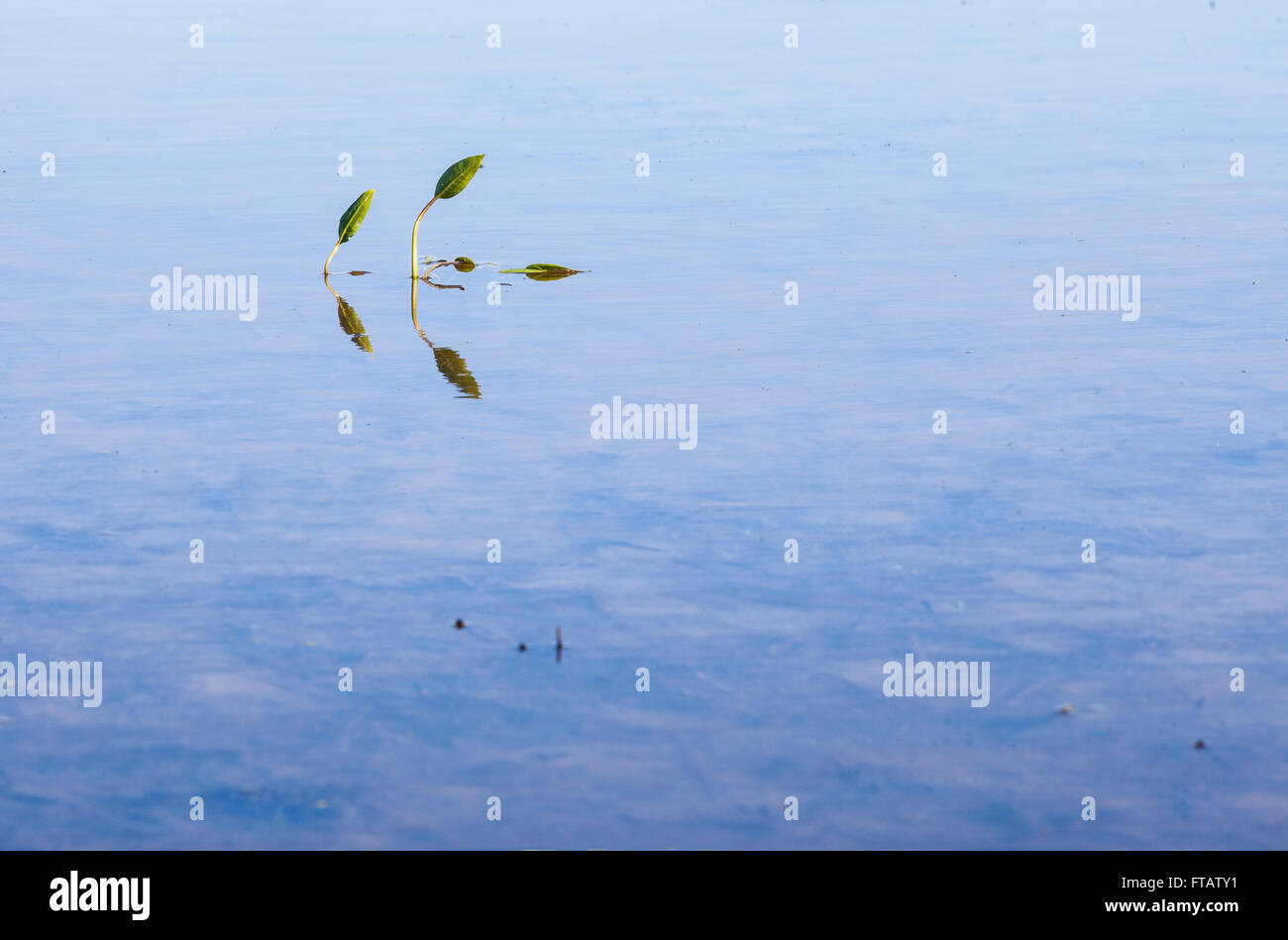 Allagato campo di riso acque alla stagione invernale con alcune piante selvatiche, Spagna Foto Stock