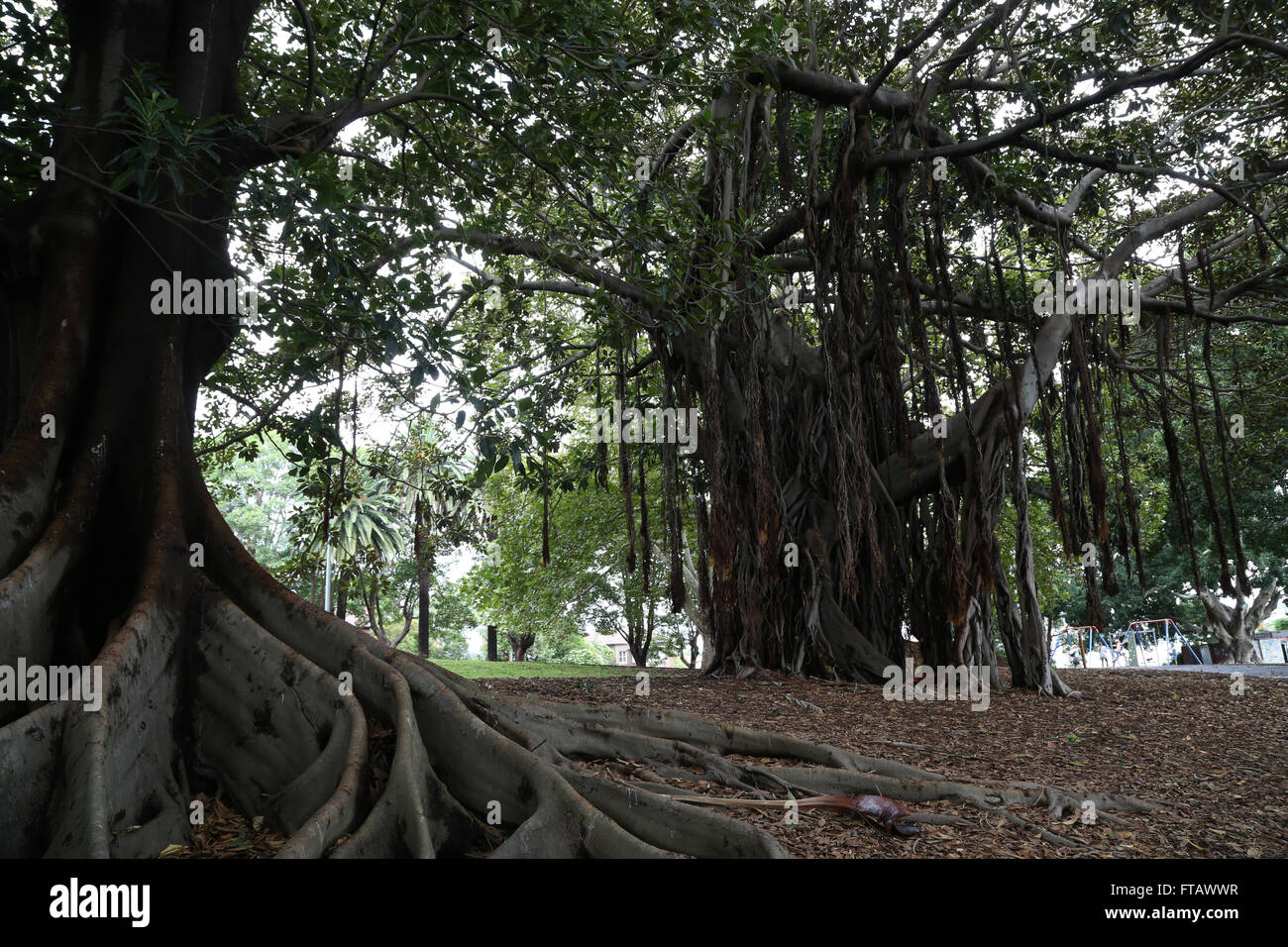 Moreton Bay Fig - (Ficus macrophylla) a Elkington Park di Balmain, Sydney, Australia. Foto Stock