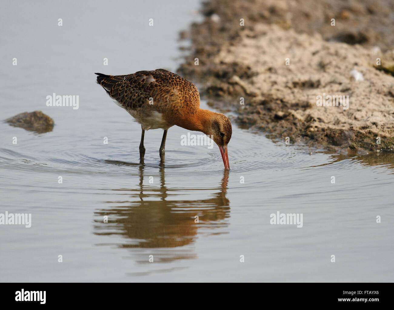 Nero-tailed Godwit (Limosa limosa) Foto Stock