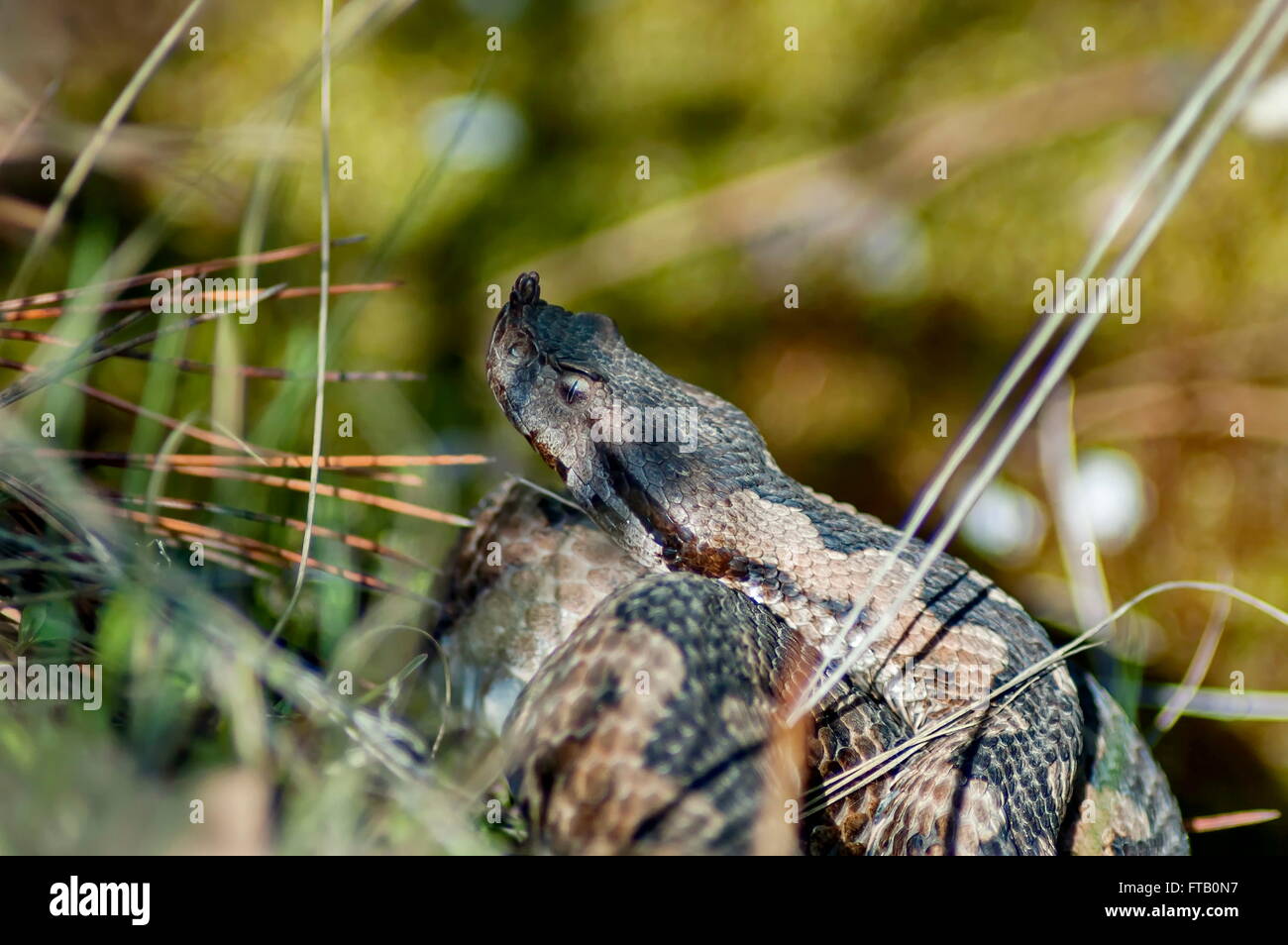 Testa di serpente viper nel sottobosco, Bulgaria Foto Stock
