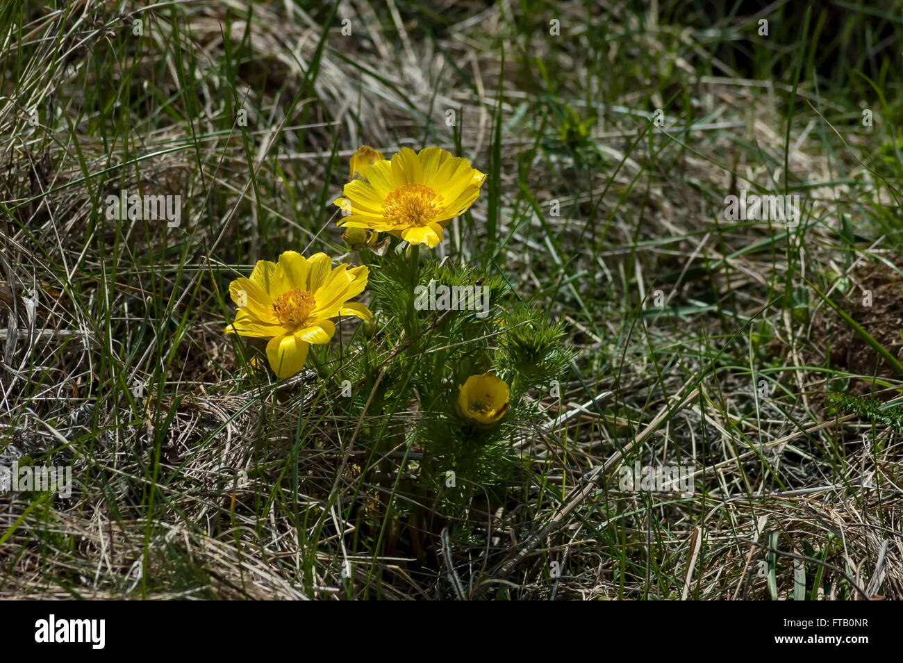 Fagiano's eye (adonis vernalis) fiore in primavera, Bulgaria Foto Stock