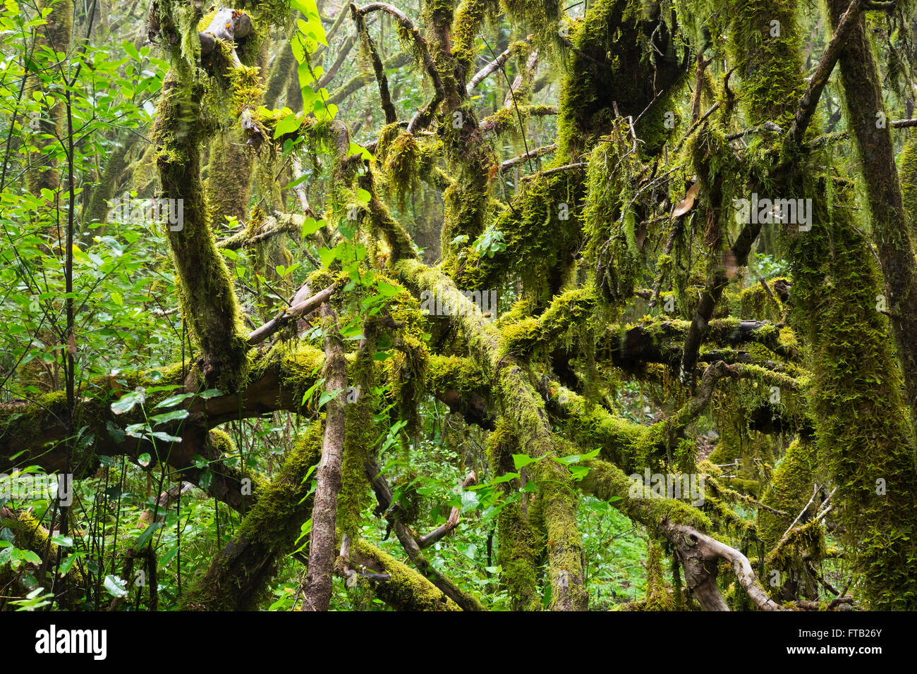 Mossy rami di alberi in una foresta laurel, Parco Nazionale di Garajonay, La Gomera, isole Canarie, Spagna Foto Stock