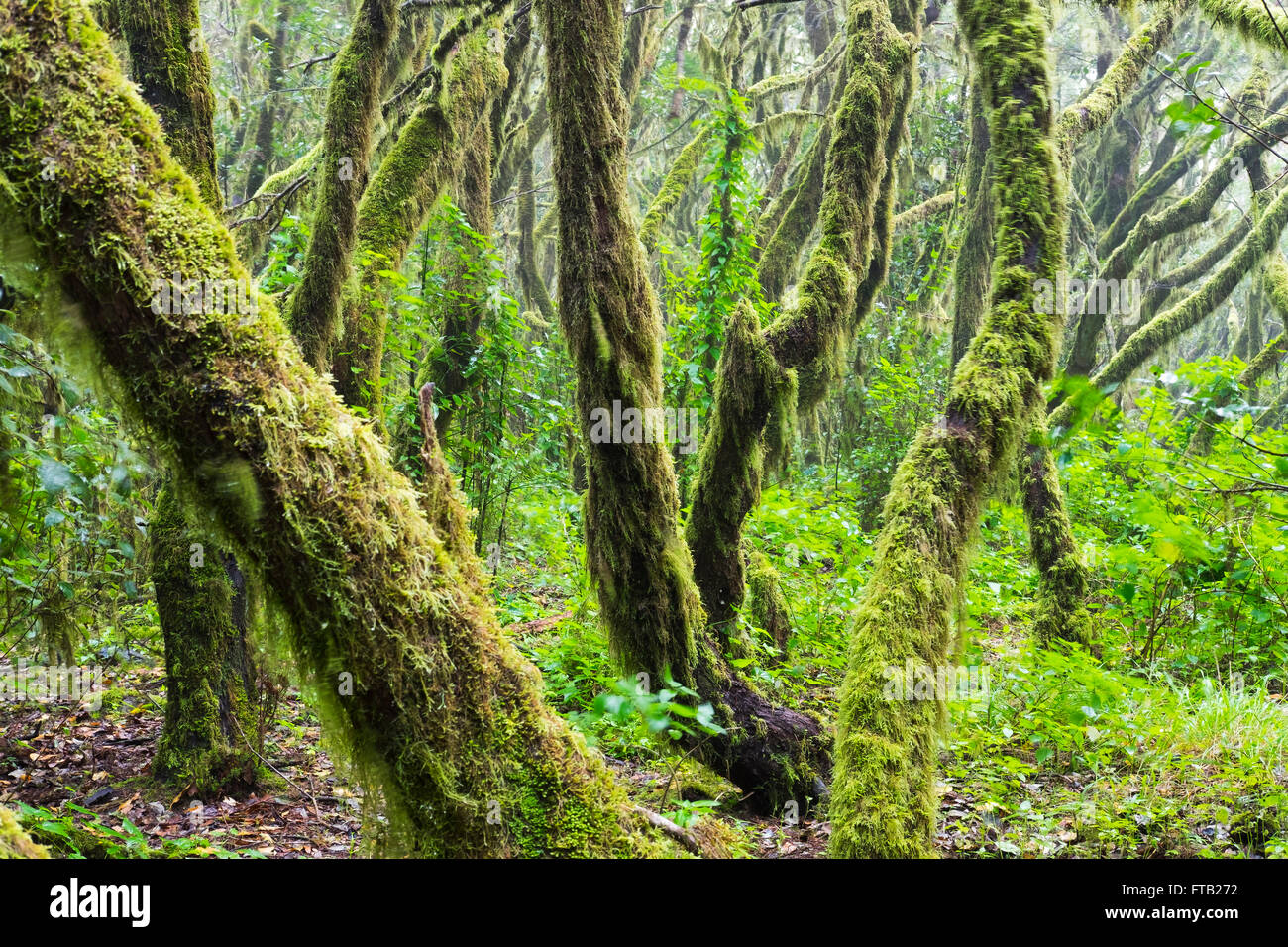 Moss-coperti di alberi in una foresta laurel, Parco Nazionale di Garajonay, La Gomera, isole Canarie, Spagna Foto Stock