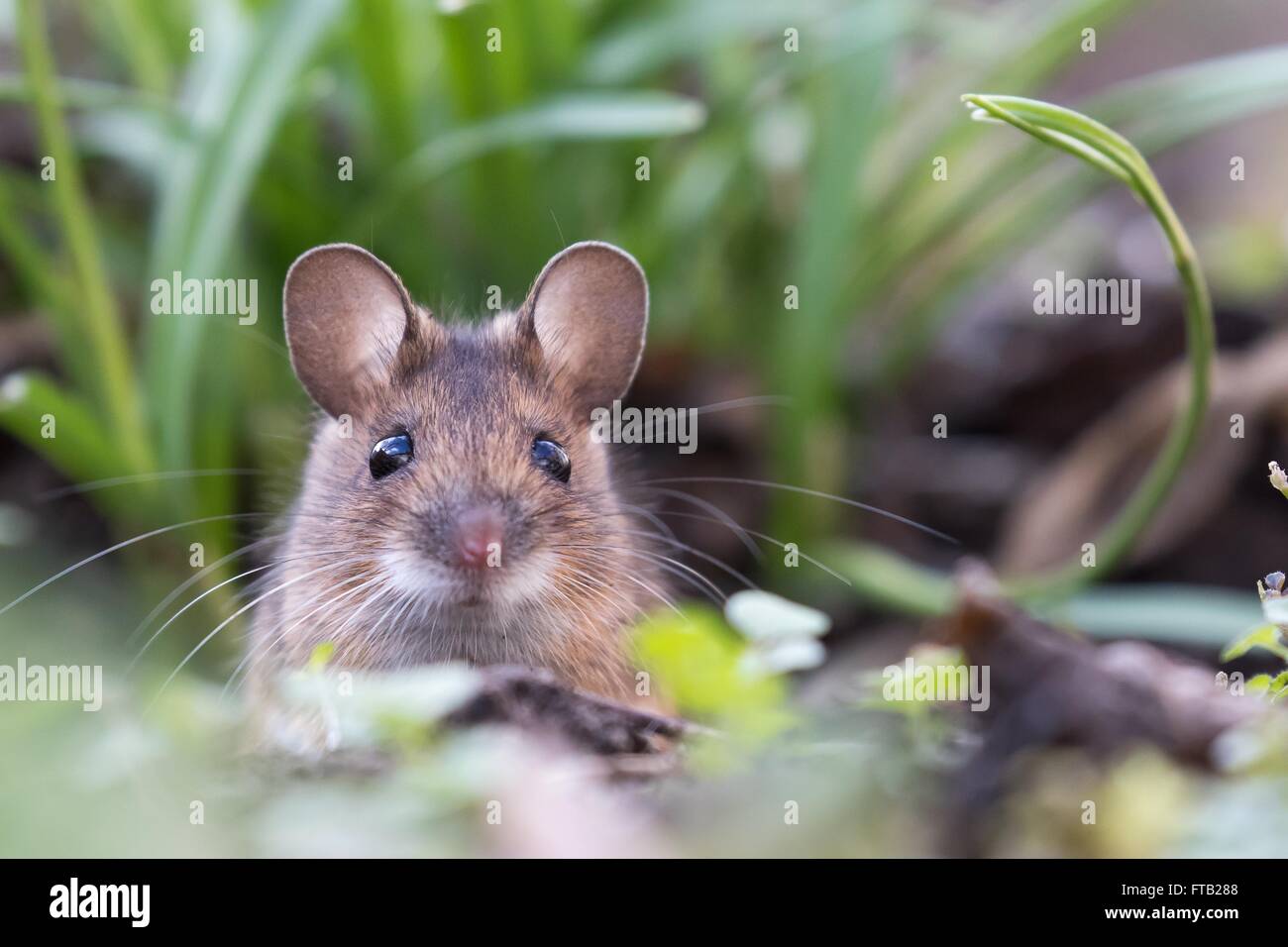 Casa mouse (Mus musculus) peeking fuori della sua tana, Ritratto, Hesse, Germania Foto Stock