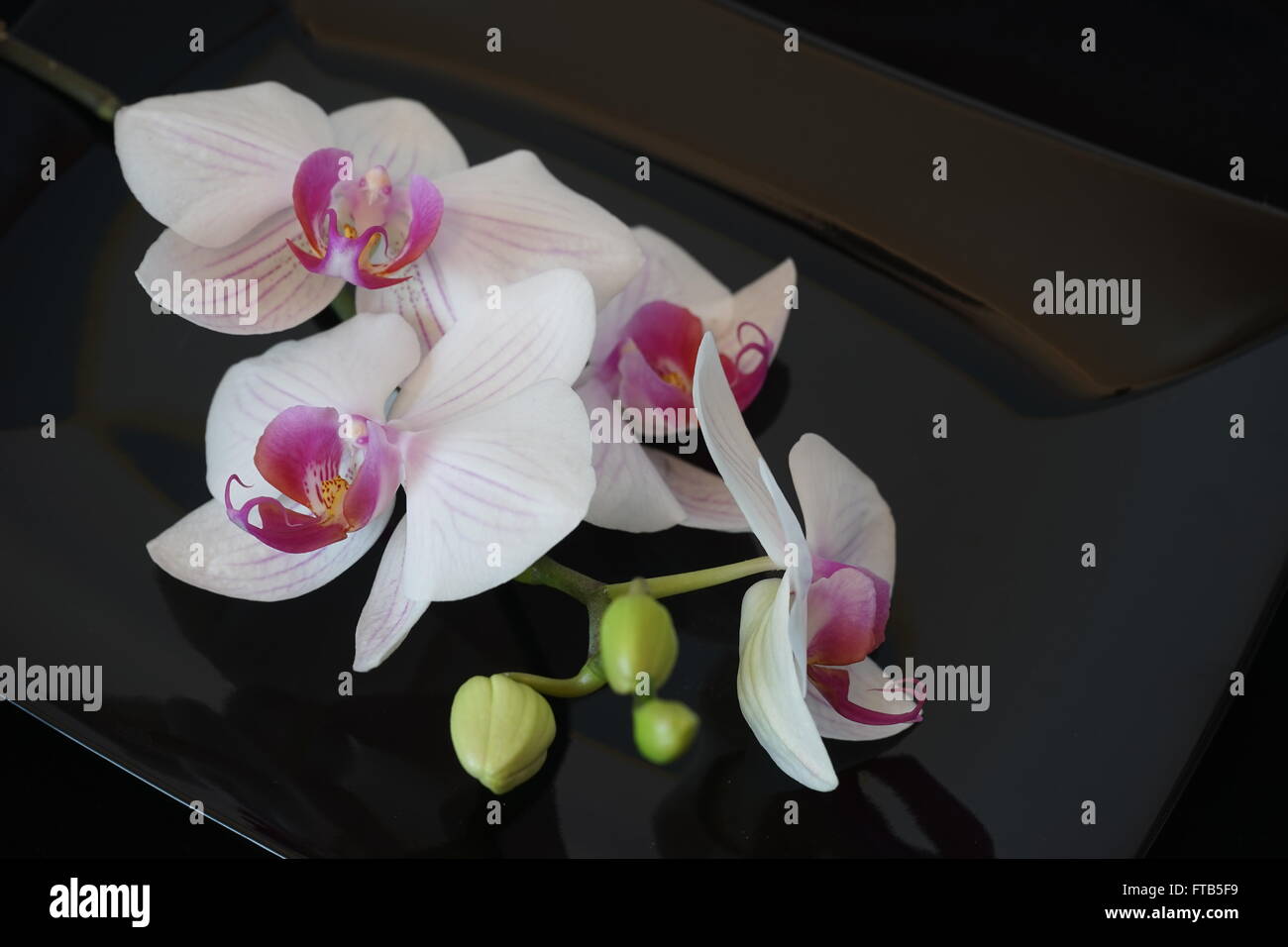 White Orchid Fiore nero su sfondo lucido Foto Stock