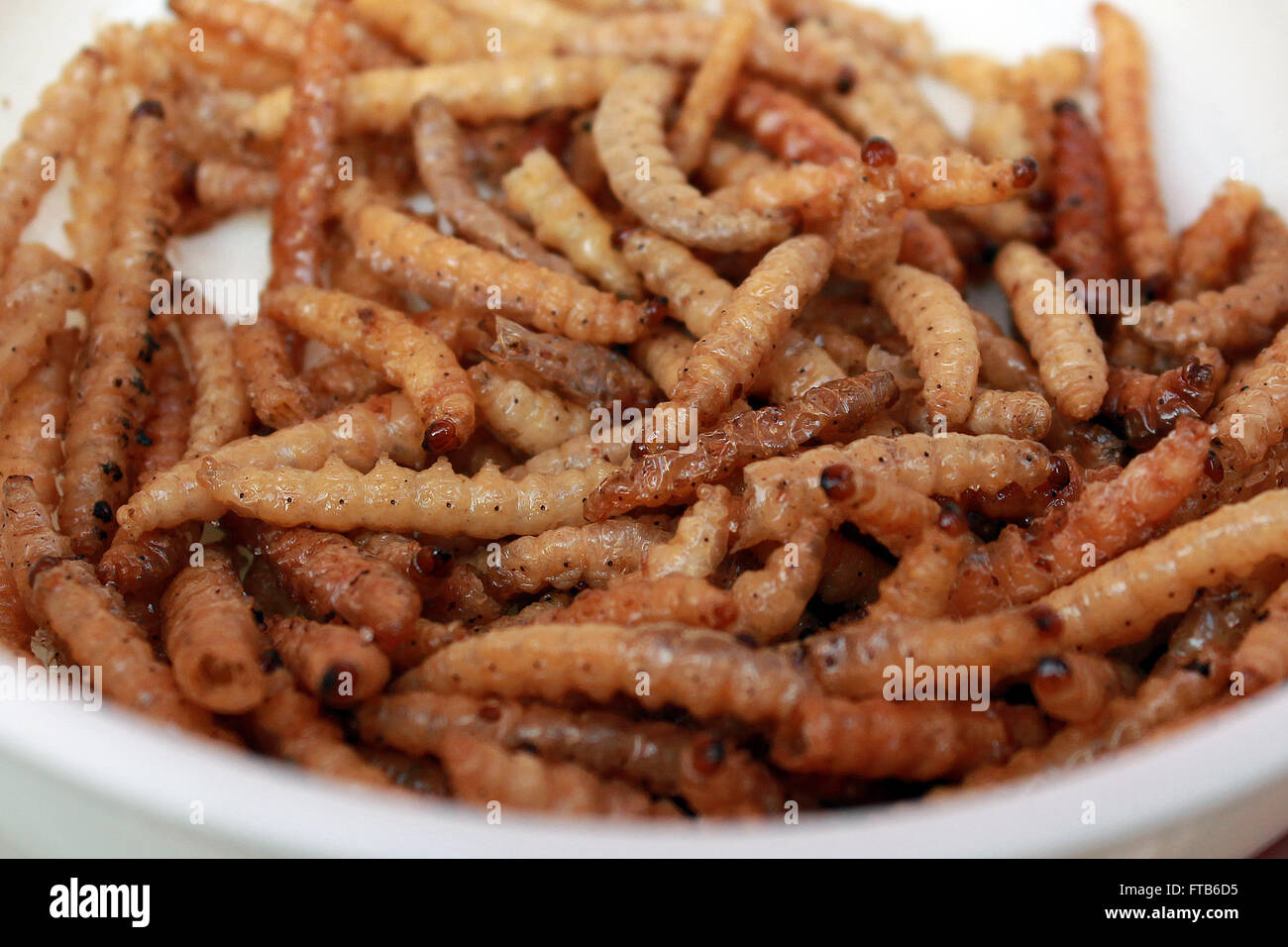 Fritti worm di seta, cibo tradizionale nel nord della Thailandia Foto Stock