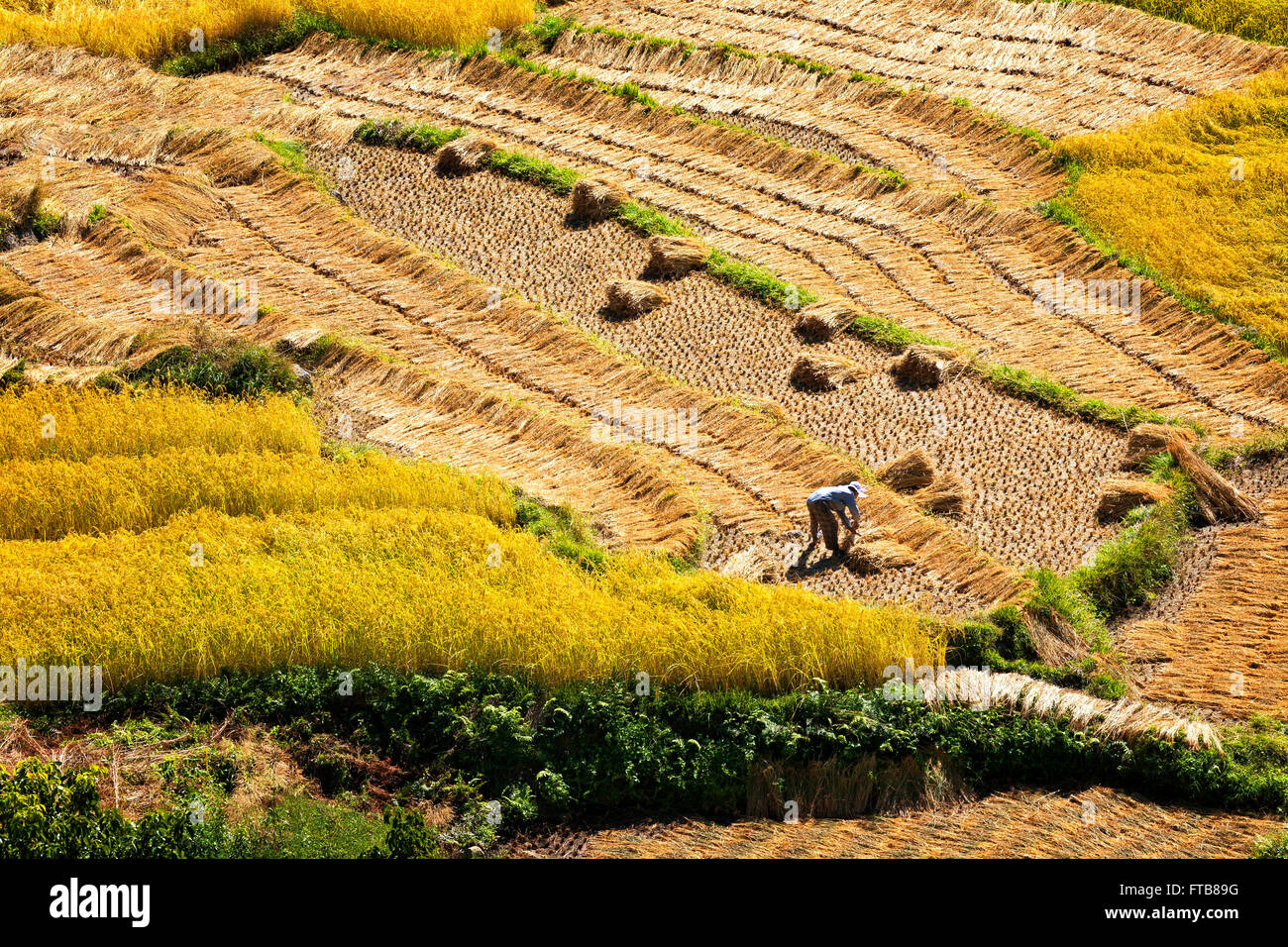 Un agricoltore lavora i campi di riso nella parte superiore Punakha Valley. Il Bhutan. Foto Stock