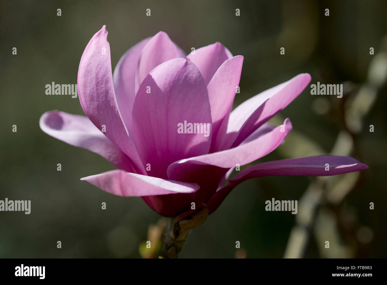Magnolia 'Apollo' in Aprile presso il Royal Horticultural Society's Garden Wisley, Woking, Surrey, Regno Unito Foto Stock