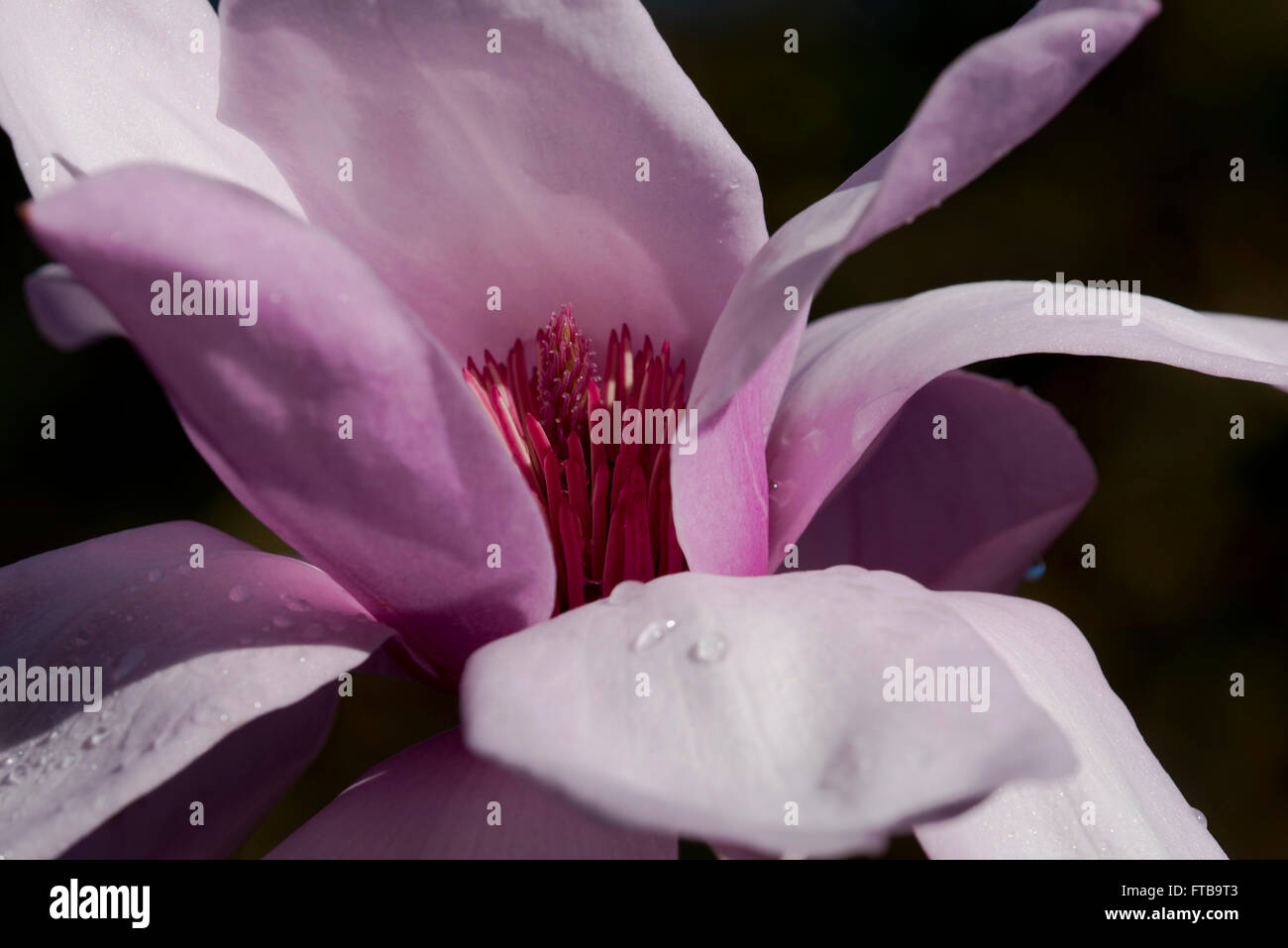 Un close-up del rosso nucleo dello stimma di Magnolia 'Luna di sangue' all'Trewithen Gardens, Grampound, Truro, Cornwall, Regno Unito Foto Stock