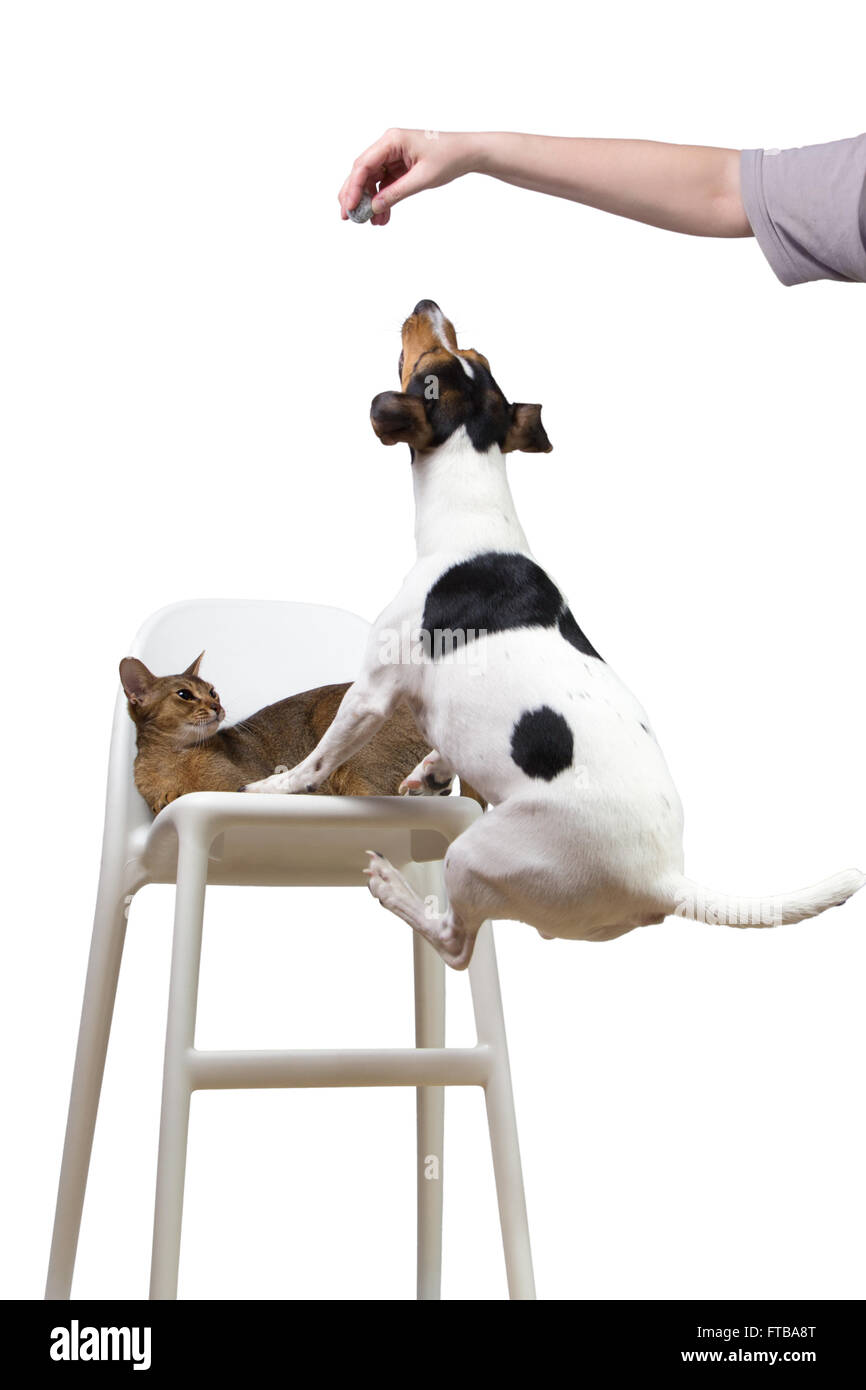 Cane saltando su una sedia a cat per la sfera Foto Stock