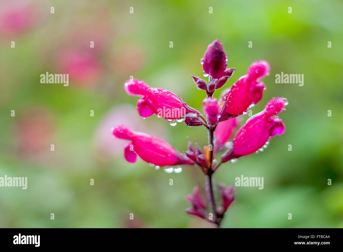 Rosa Salvia involucrata close up di gocce di pioggia il gocciolamento da fiori (rose bud salvia). Un giardino di primavera in pioggia, verde brillante sfondo bokeh di fondo. Foto Stock