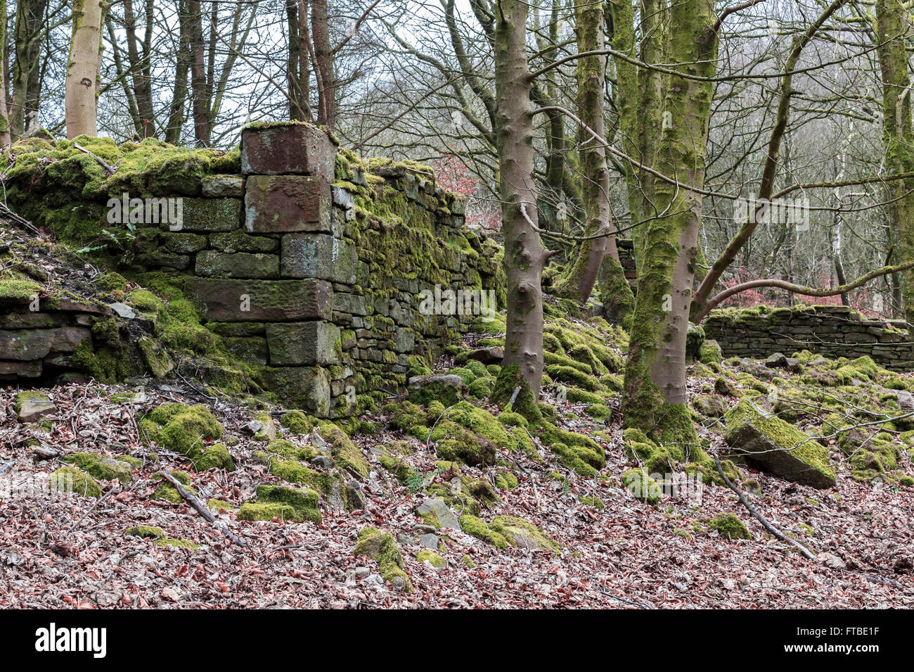 Tockholes boschi, Roddlesworth boschi, vicino a Blackburn con Darwen, Lancashire. Foto Stock