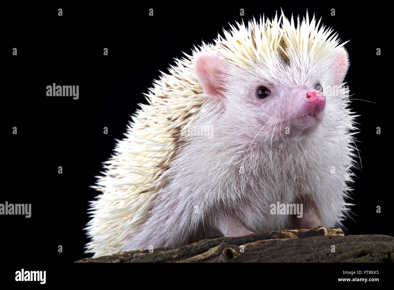 Pigmeo di hedgehog (Atelerix albiventris) albino Foto Stock