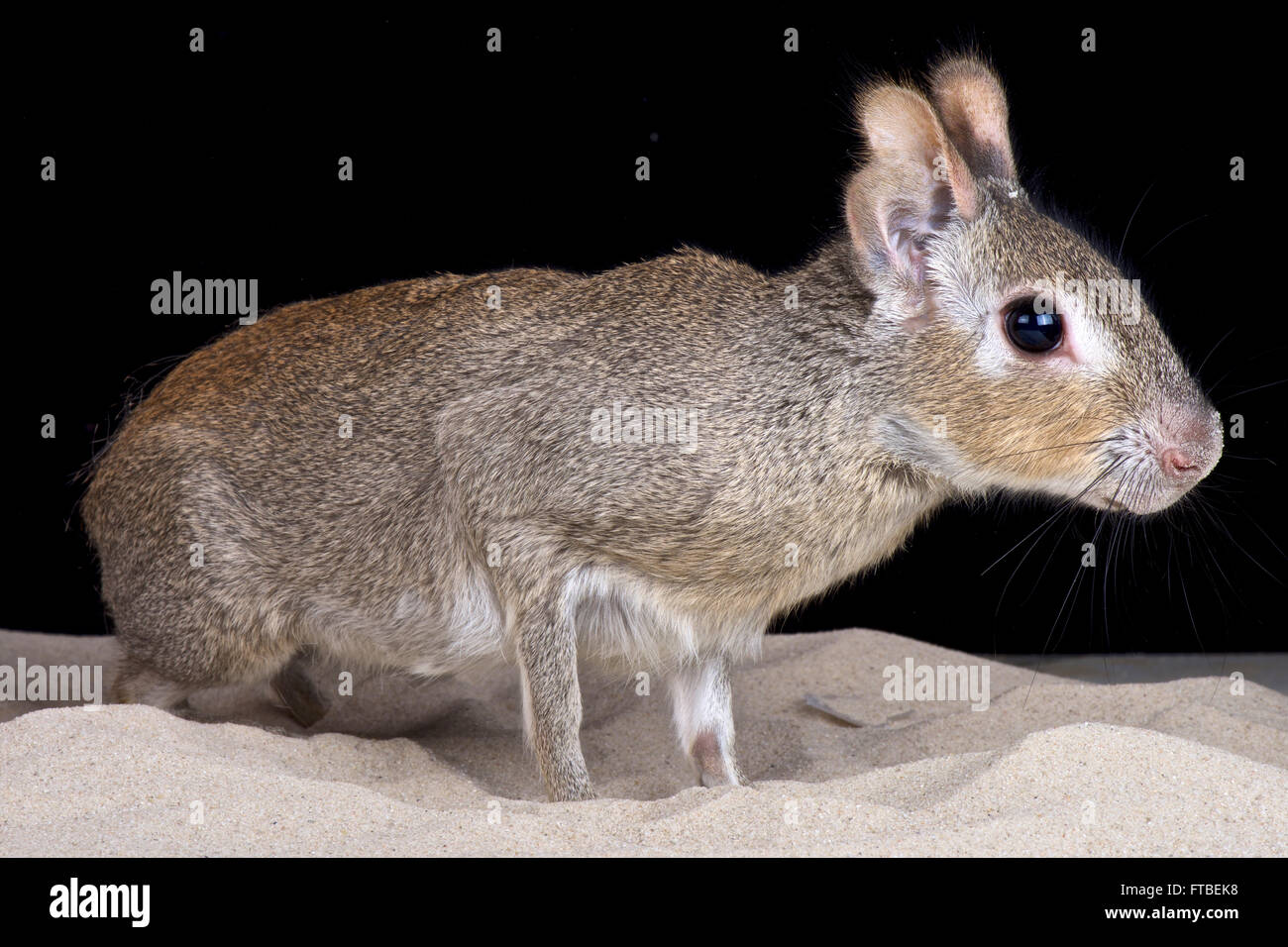 Chacoan mara (Dolichotis salinicola) Foto Stock