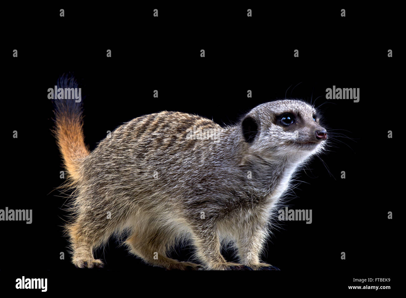 Meerkat (Suricata suricatta) Foto Stock