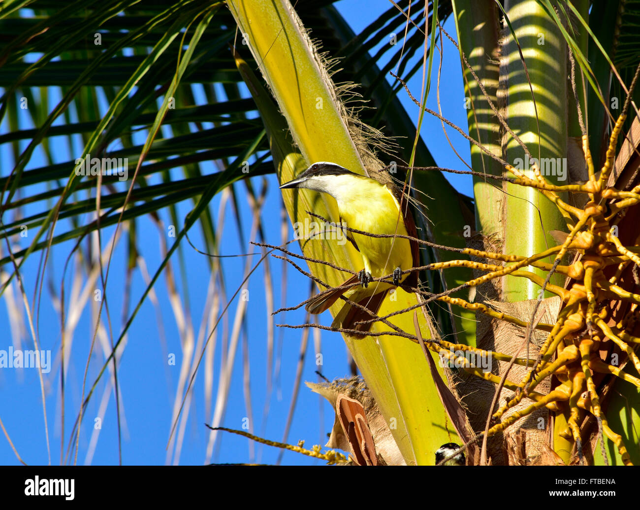 Grande Kiskadee (Pitangus sulfuratus) è un passerine bird. Acapulco, Messico Foto Stock