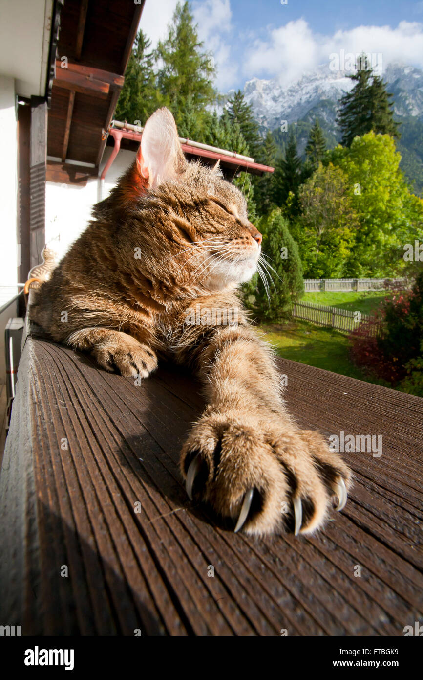 Il gatto domestico godendo il sole sul balcone, Mittenwald Foto Stock